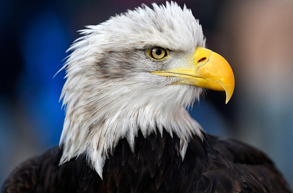 Bald Eagle Attacks Mariners Player at Twins Home Opener