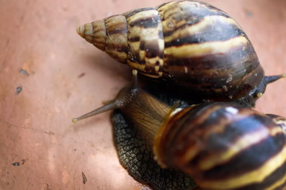 Not So Fake News: Scientists Transferred Memory From One Snail To Another