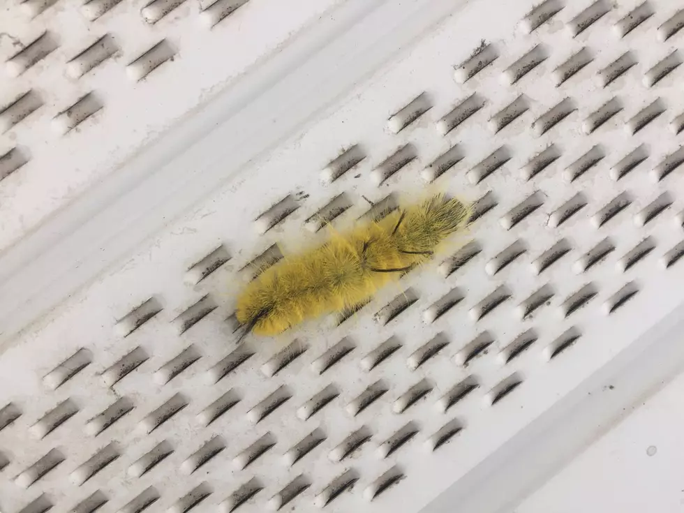 Do NOT Touch These Minnesota Caterpillars This Summer