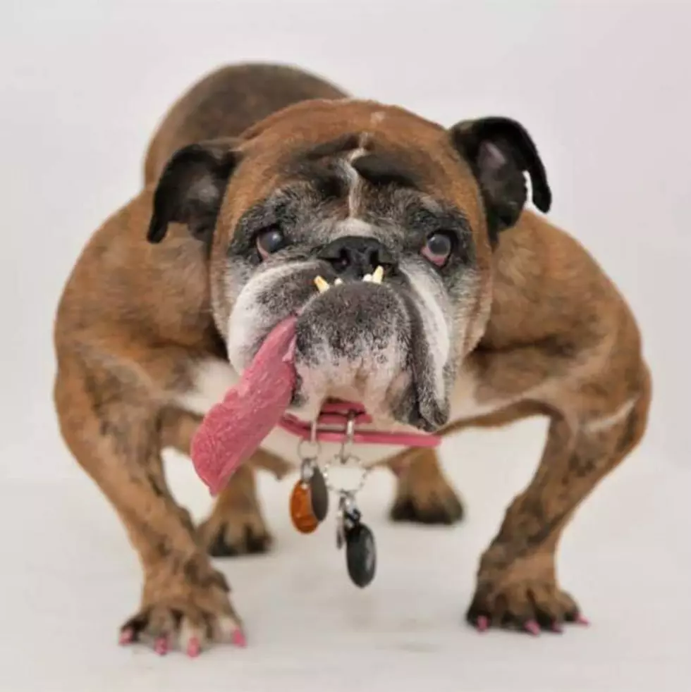 The World’s Ugliest Dog From Minnesota Has Passed Away