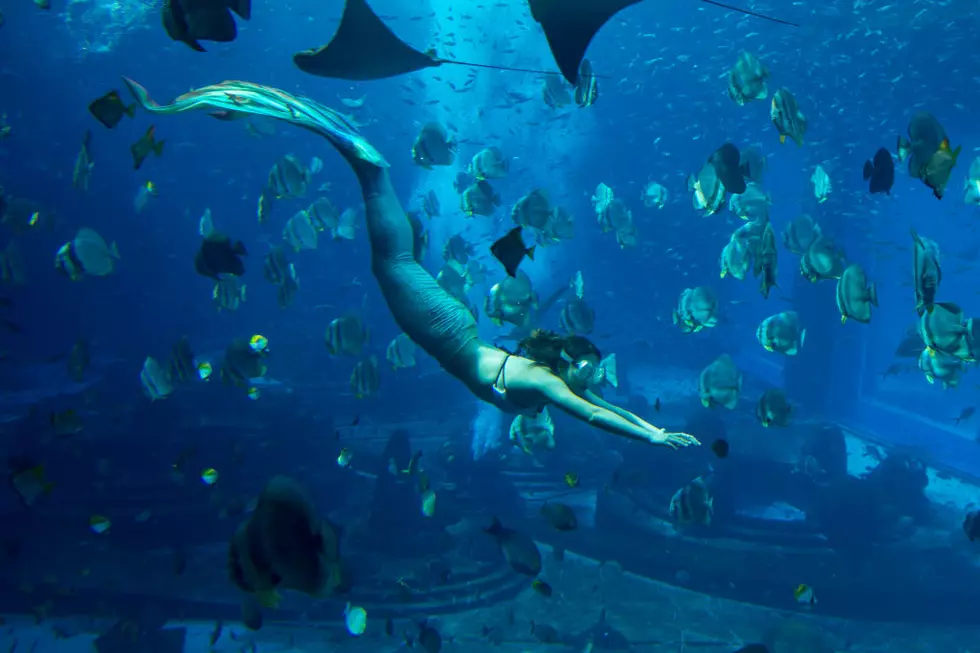 Sea Life Aquarium at MOA Now Has Mermaids [Watch]