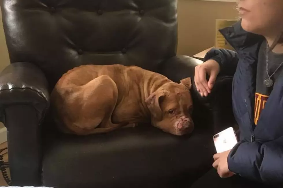 Rescued Pit Bull Likely Involved in Dog Fighting, Doing Well
