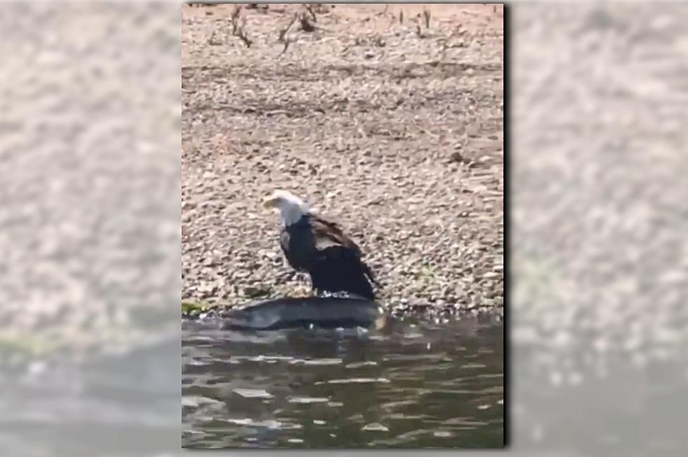 [WATCH] Bald Eagle Catches Huge Muskie on St. Croix