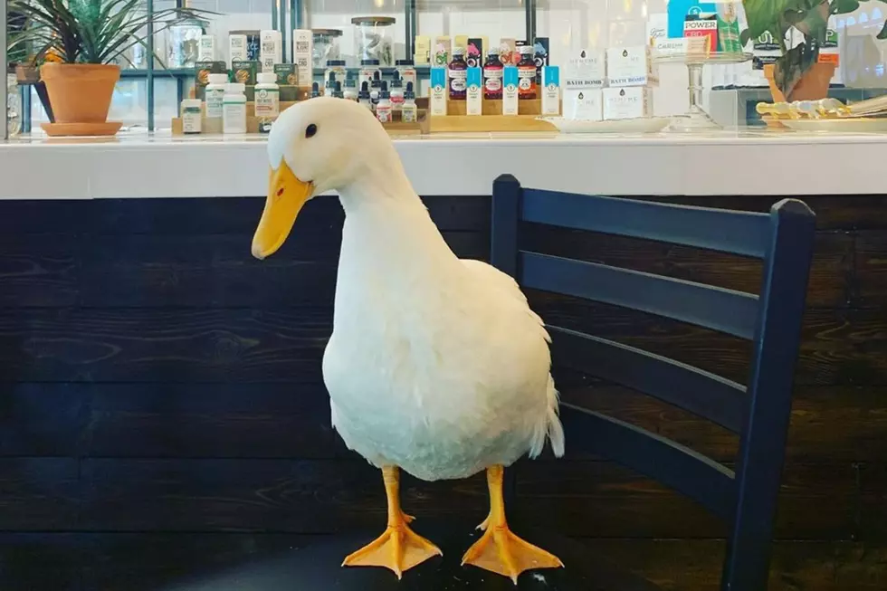 Minnesota Duck Becomes Instafamous, Overnight Celebrity