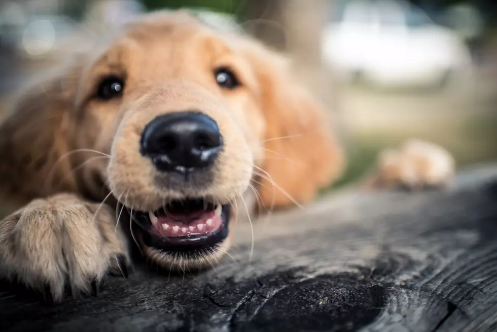 Minnesotans Debate: Do Dogs Belong in Taprooms?