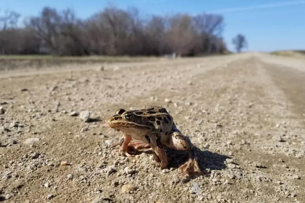 With Warm Weather Here, Minnesotans Share Photos, Videos of Frogs