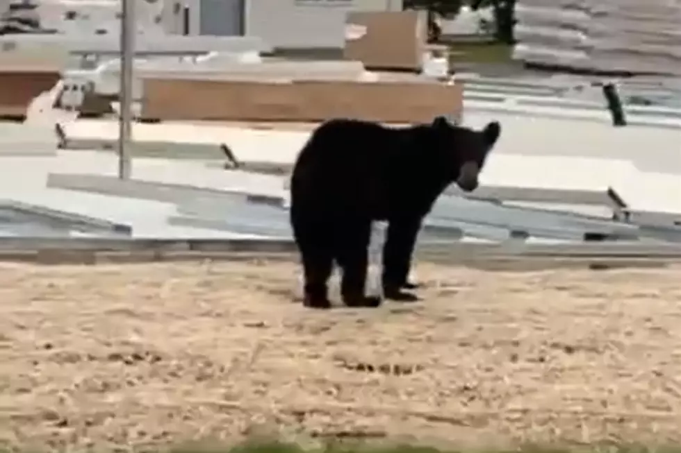 Bear Spotted Wednesday Morning in Litchfield, MN [VIDEO]