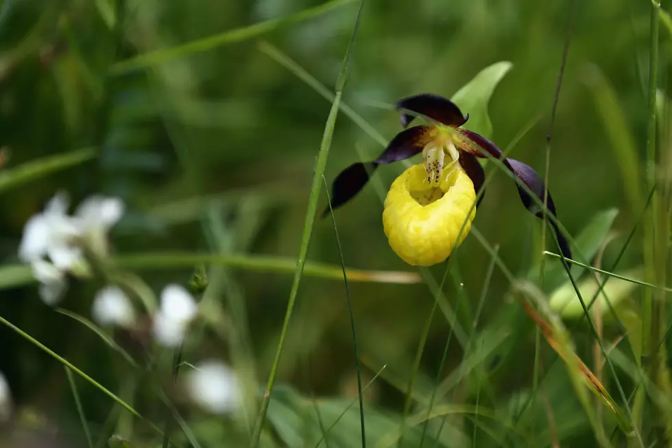 5 Places to Find Lady's Slippers in Central Minnesota