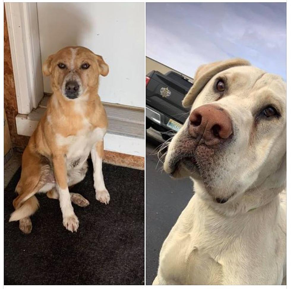 Stearns County Sheriff Looking for Owners of These 2 Dogs