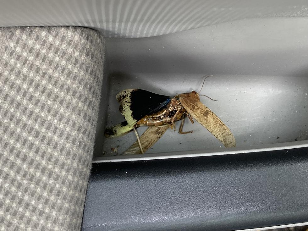 Wait, How Long Was This Horrifying Bug Riding In My Car With Me?