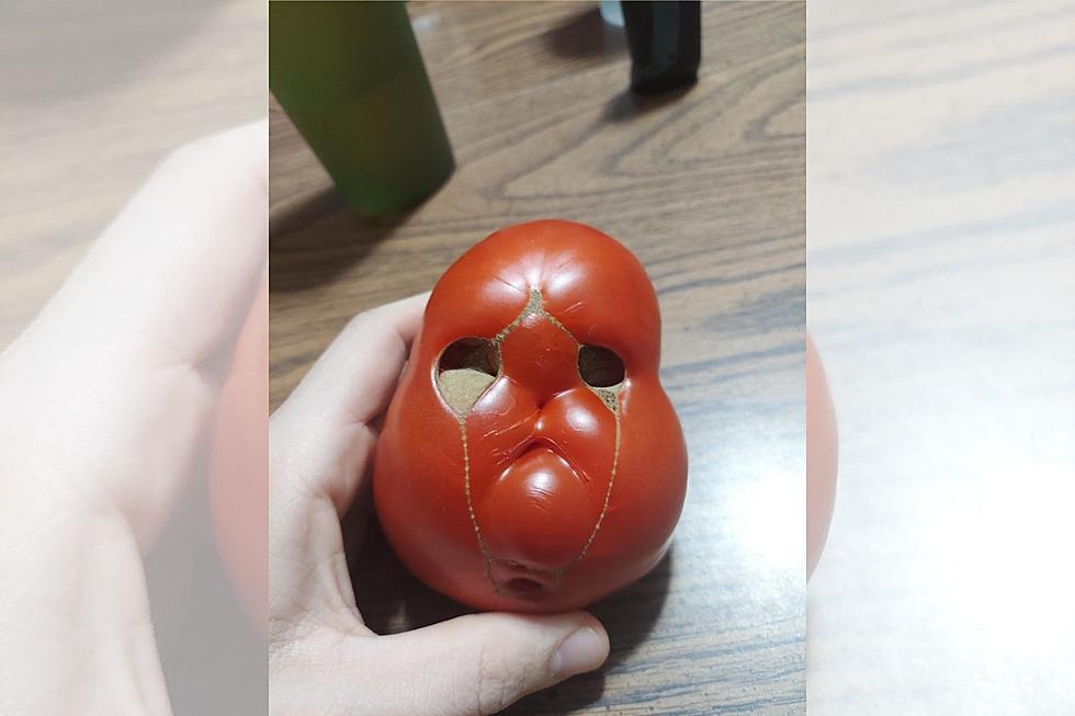 Sad Minnesota Tomato Spotted Crying Over Lack of Water [PHOTO]