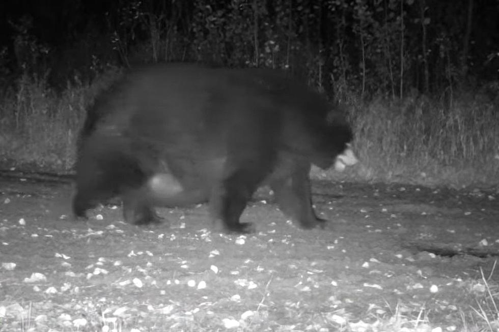 Thicc Bear Caught on MN Trail Cam Earns Praise for its Curves