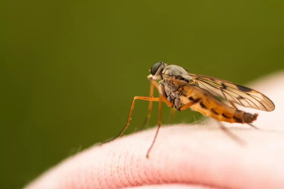 An Open Letter To Minnesota Mosquitoes: I Give Up
