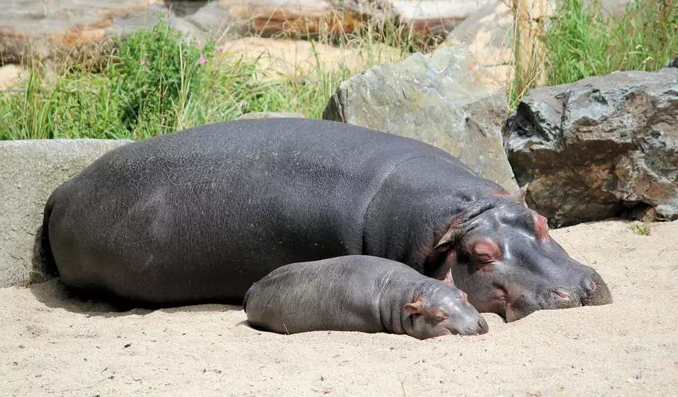 Minnesota Zoos Don’t Have Baby Hippos, But Have you Seen These Great Attractions?