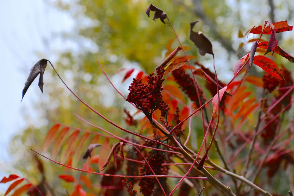 Beware! Plant Native to Minnesota Could Leave you &#8220;Itching&#8221; to Know More.
