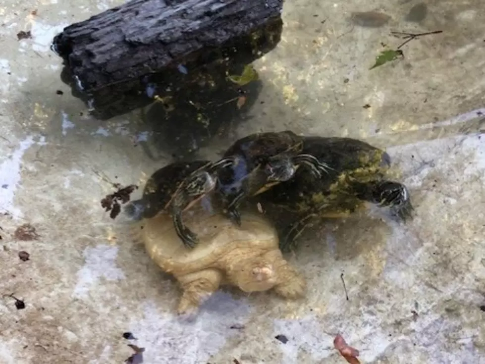 A Rare Snapping Turtle Found In Minnesota Is One in 100,000