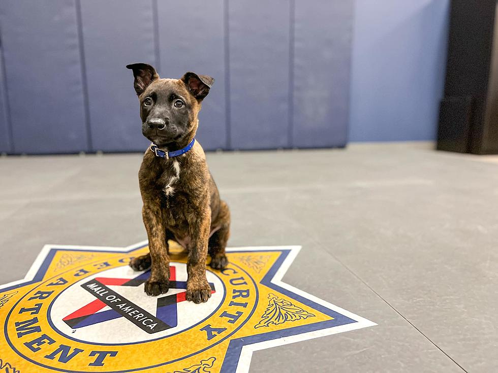 Update: New Security K9 Pup at Minnesota&#8217;s MOA Has a Name!
