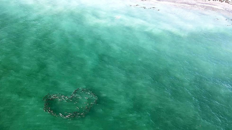 School of Fish Swimming in Shape of a Heart