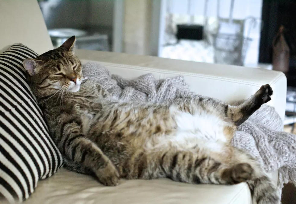 Happy National Lazy Day… Seriously, Take a Load Off