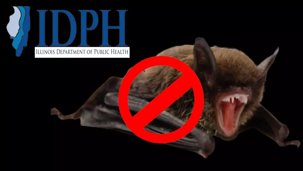Illinois Health Department Warns: Never Touch Bats