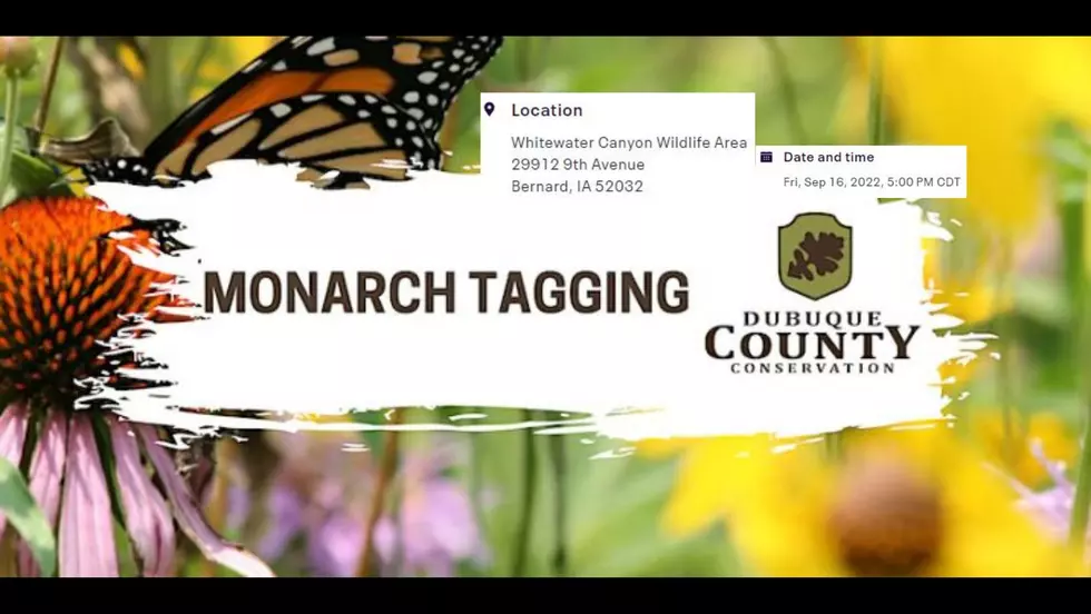 The Monarch’s Are Migrating; Time To Get Tagging!