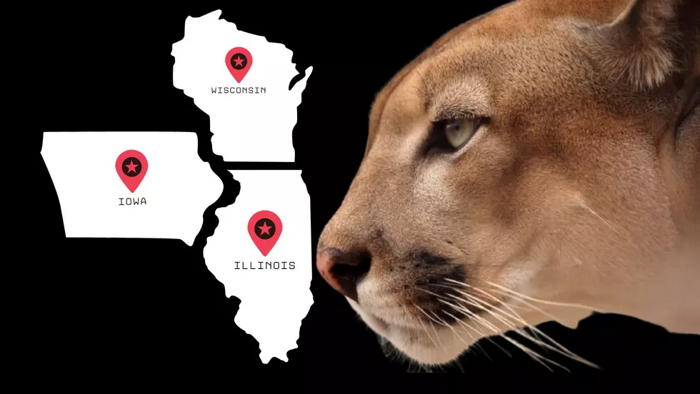 More Cougar Sightings Across The Tri-States; Recent Sightings In Illinois, 1 Hit By Vehicle