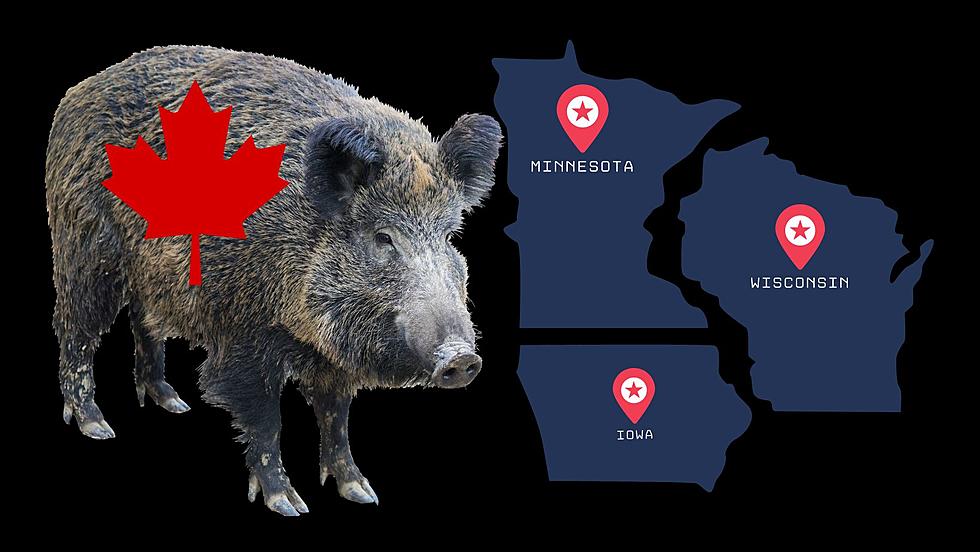 Invasive Super Pigs Coming to America &#8211; Will We See Them in Wisconsin or Iowa?