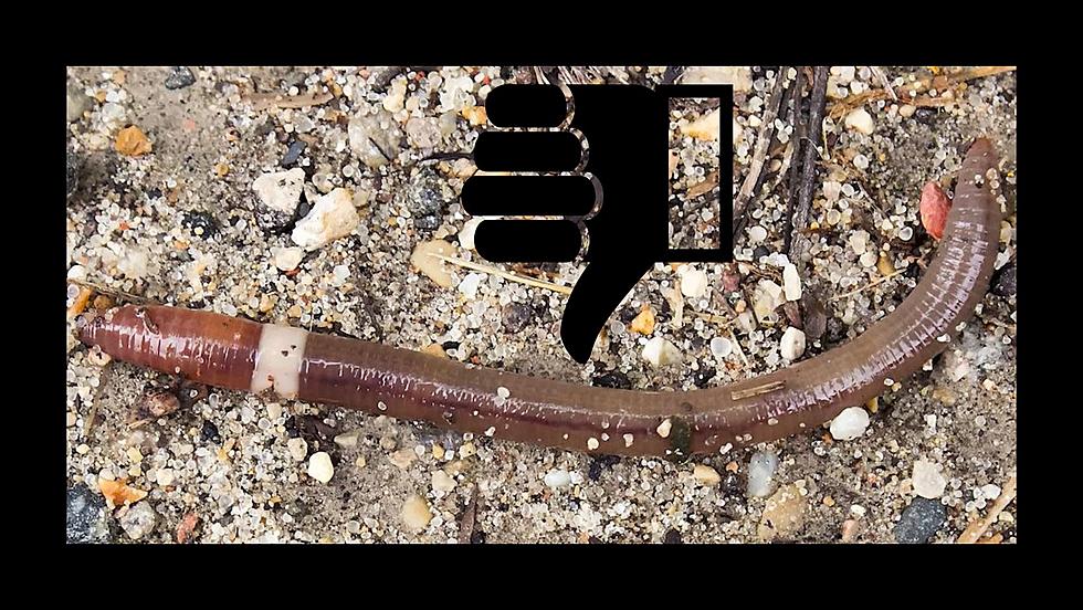 If You Spot This Worm in Iowa – Kill It!