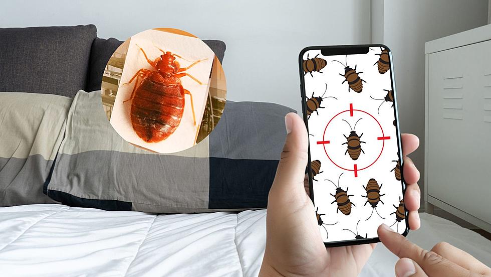 Iowa City Named One of the Worst for Bed Bug Infestations