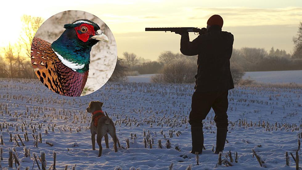 Pheasant Season Opens In Iowa: DNR Optimistic After Bird Count