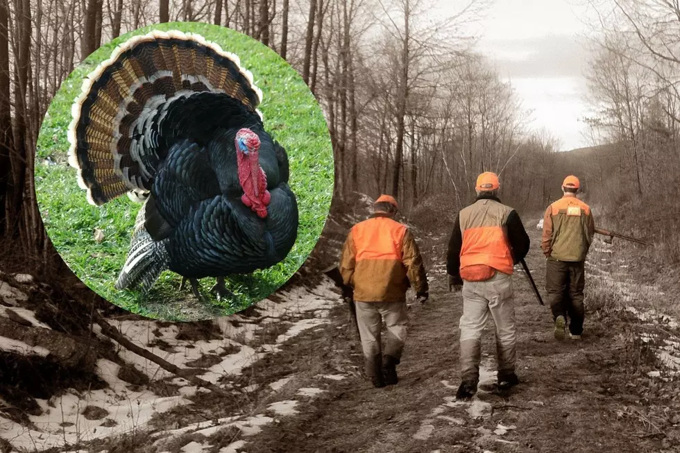 Wisconsin Turkey Hunts Offer Tasty Spring Treat for Friends & Family