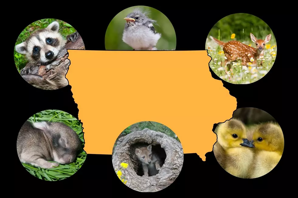 Spring Animals Flourish in Iowa- But, Leave Those Babies Be