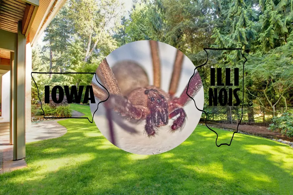 Your Lawn Could Be Attracting This Deadly Spider in Iowa & Illinois
