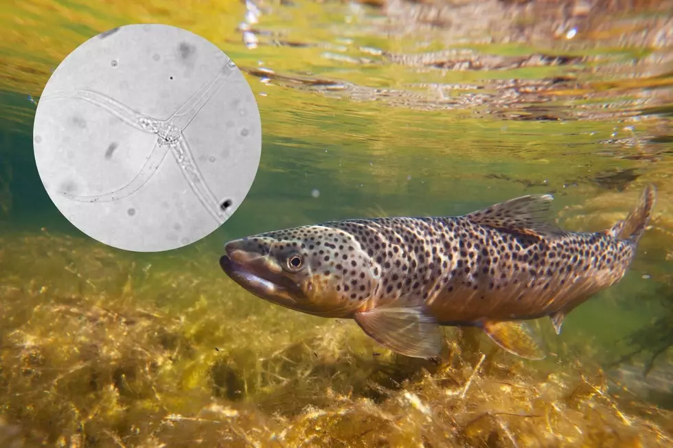 Devastating Parasite Newly Discovered in Wild Wisconsin Trout