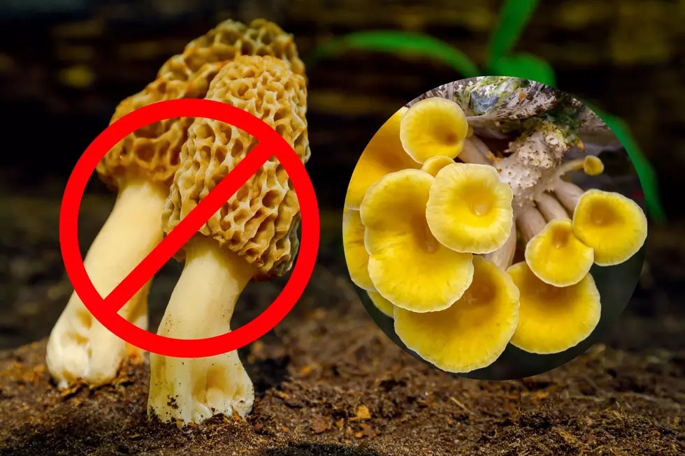 Iowa's Best Mushroom to Forage Is NOT the Morel