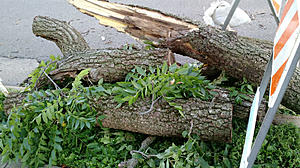 City of Dubuque Offering Free Tree Branch Disposal