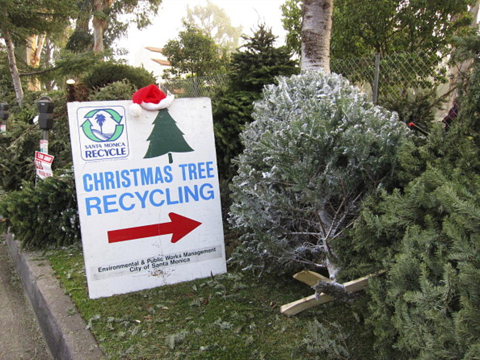 How to Recycle Your Christmas Tree in Dubuque