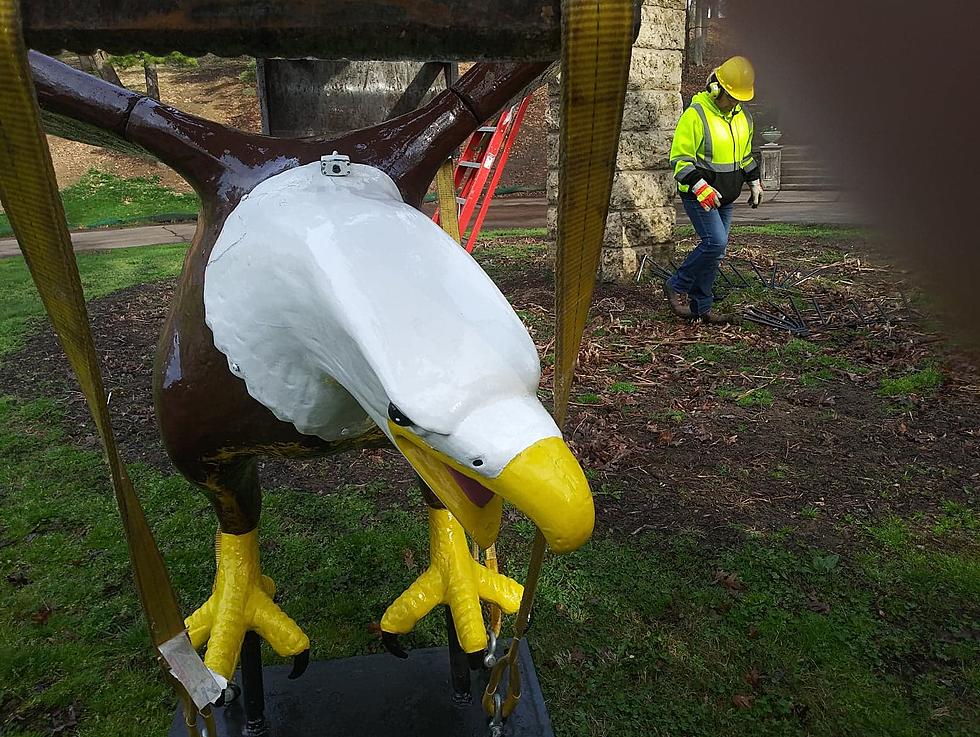 (Watch) Dubuque Eagle Point Park American Bald Eagle Placed for the Season