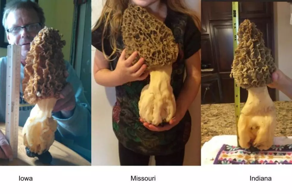 Morels: What’s the biggest one you’ve ever seen?