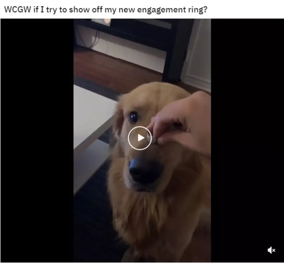 (watch) Engagement Ring on the Dog’s Nose, What Could Go Wrong?