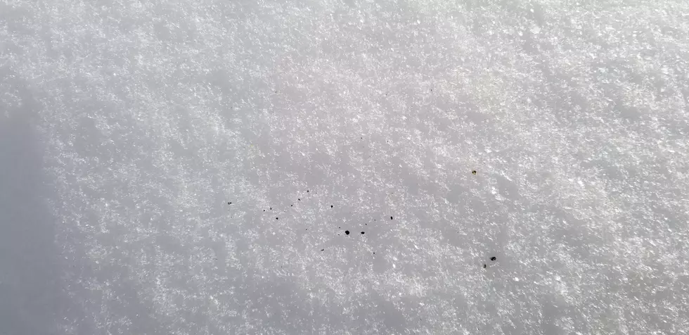 Are There Any “Snow Fleas” Around Your Yard?