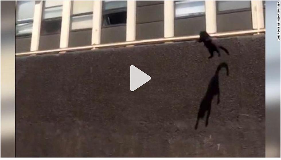 (watch) AMAZING! Cat jumps from 5th floor of burning building, calmly walks away