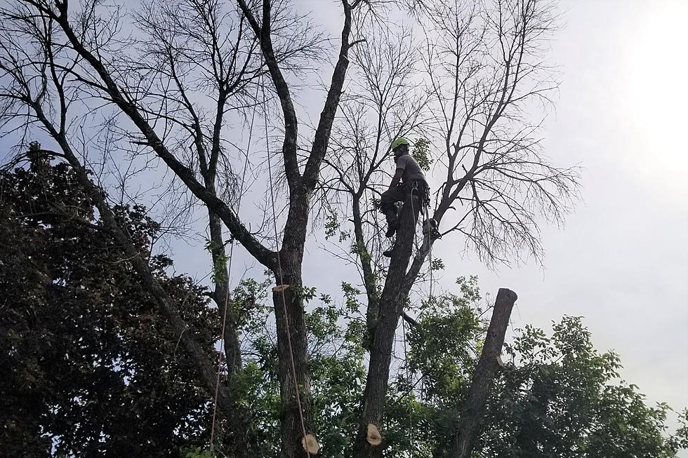 Tree & Forestry Workers, SALUTE!