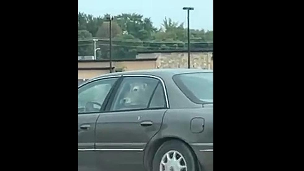 Cow Goes Through Wisconsin Drive-Through