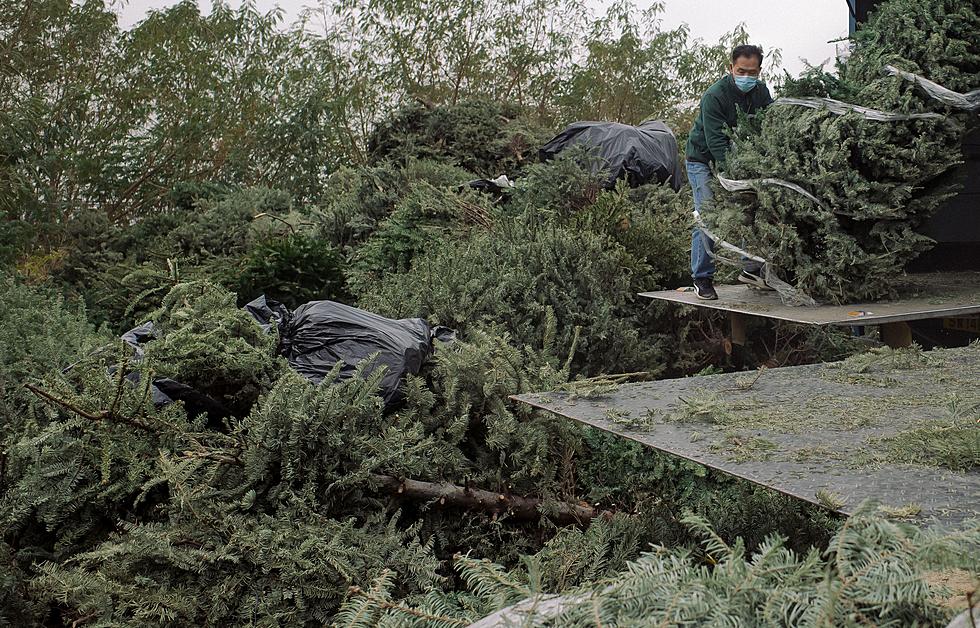 Dubuque Merry Mulch Christmas Tree Collection Returns