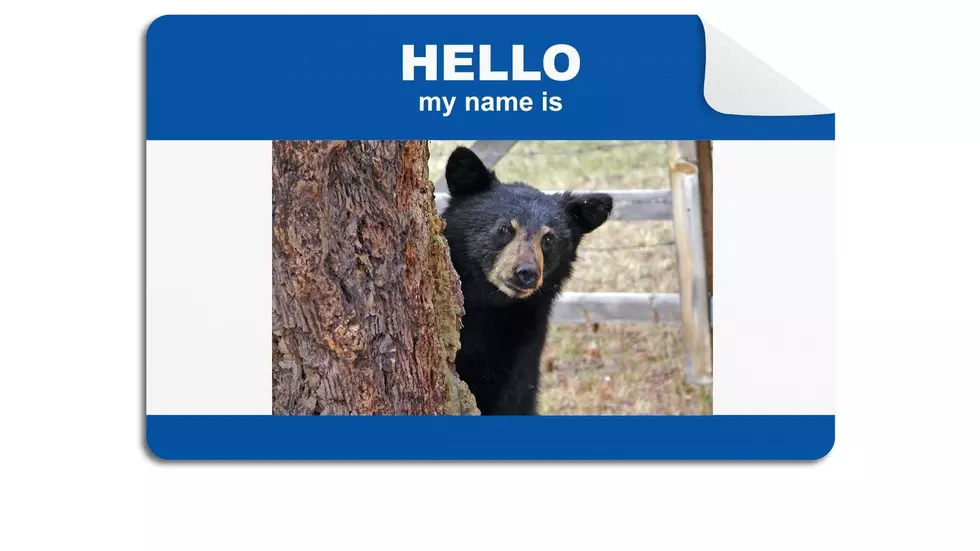 Dubuque's Black Bear Needs a Name!
