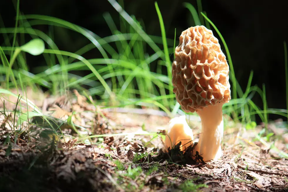 Morel Mushrooms Have Sprung with the Spring Weather