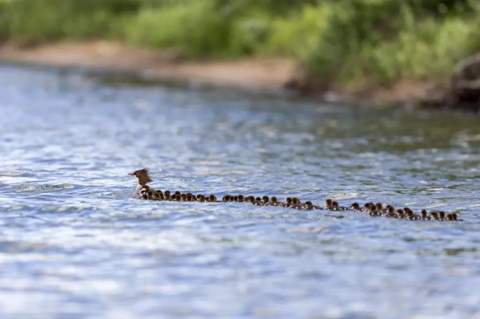 A Northern Minnesota Duck Is Caring For 76 Ducklings!