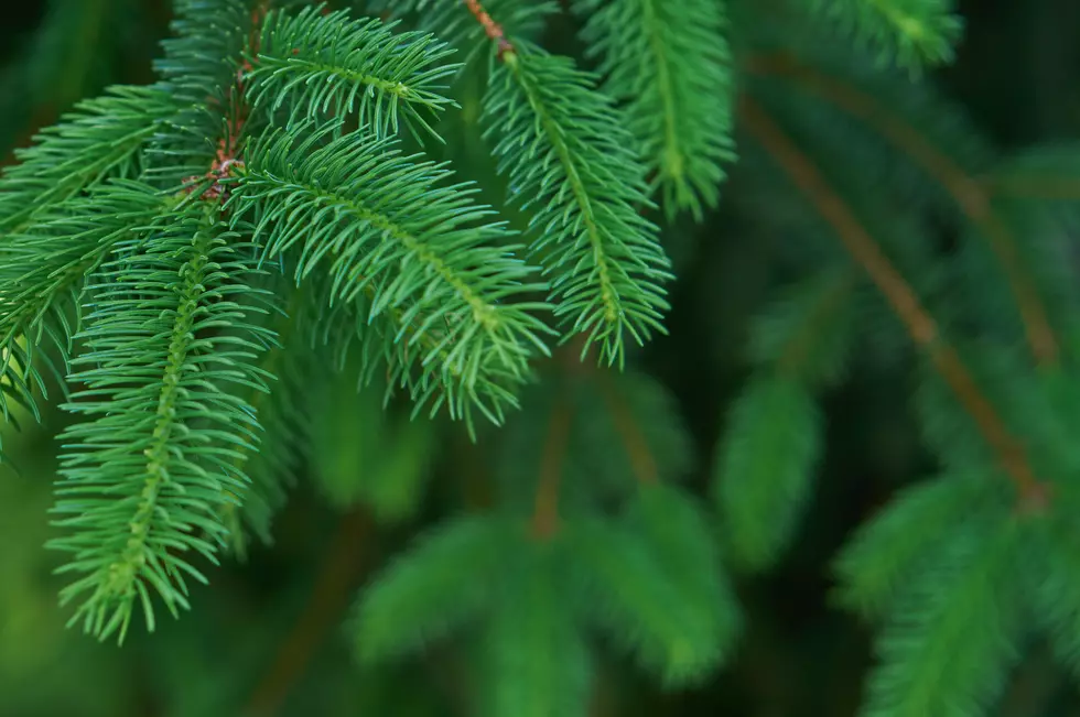 Real Tree This Year? Put It In Your Backyard When You’re Done