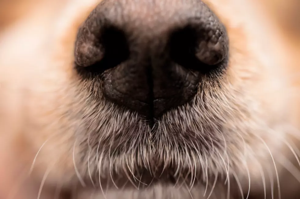 New Study Says This Animal Can Sniff Out Lung Cancer w/ 97% Accuracy